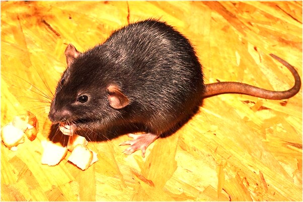 夢見漂亮的幼兒什麼寓意_周公解夢官網