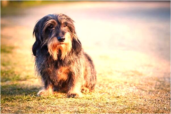 夢到下雪房頂漏水是什麼預兆_周公解夢官網