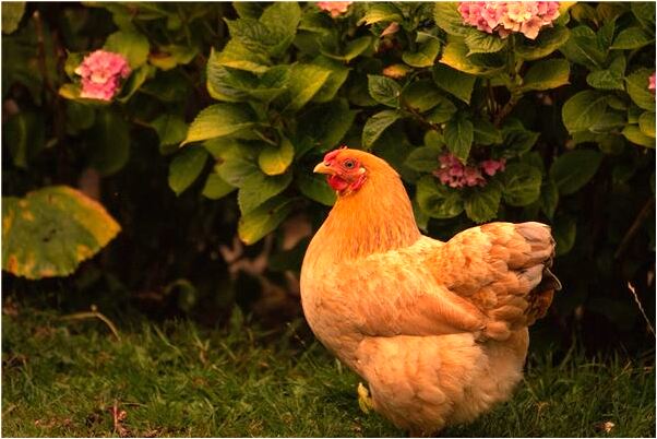 夢到於兒子大家是什麼意思_周公解夢官網