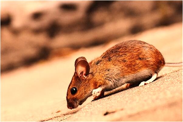 夢到了開大卡車撞了三輛小汽車預示什麼_周公解夢官網