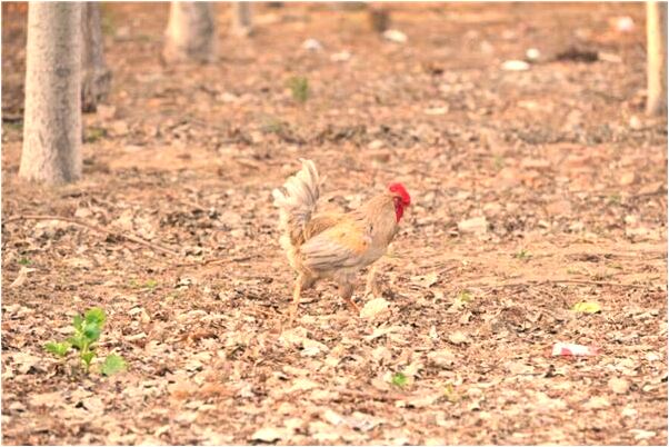 夢見暗戀的男生毀容了也喜歡我是凶兆還是吉兆_周公解夢官網