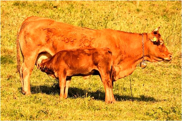夢到了喝粥剩了好多米代表什麼_周公解夢官網