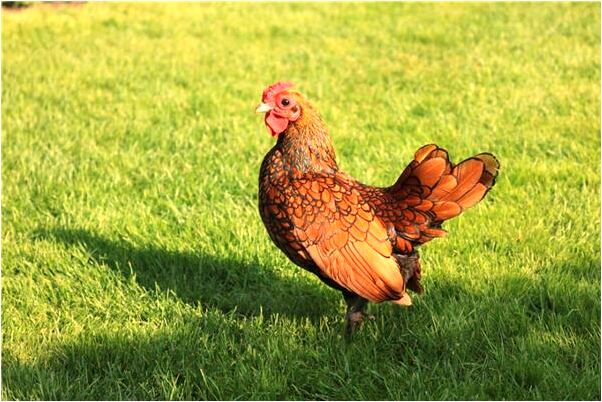 夢到自己穿絲襪被人發現是什麼徵兆_周公解夢官網