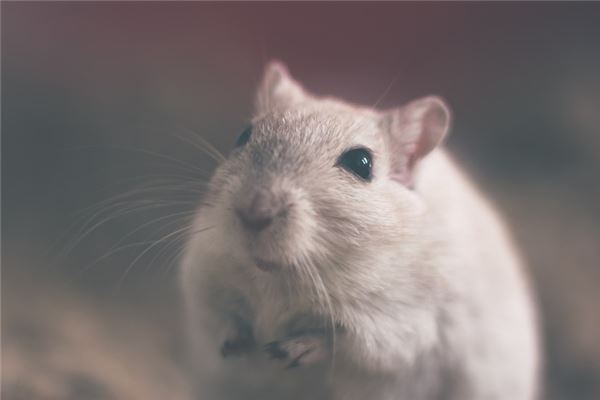 夢見白色老鼠_周公解夢