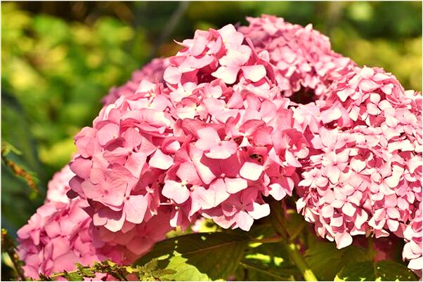 夢到菜刀砍菜刀有什麼寓意嗎_周公解夢官網