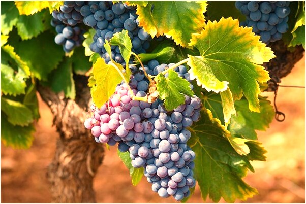 夢到了殺蚯蚓意味著什麼_周公解夢官網