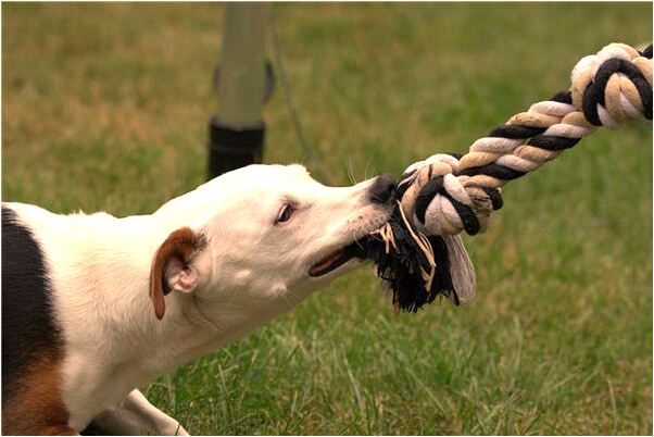 夢到了河裡好多魚死有什麼預示嗎_周公解夢官網