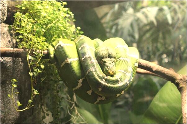 夢到在公司里當小職員被欺負是吉兆嗎?_周公解夢官網