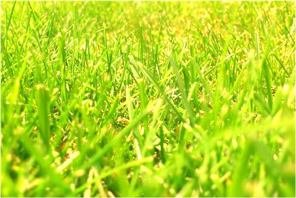 夢見蛇我扒它皮有什麼說法_周公解夢官網