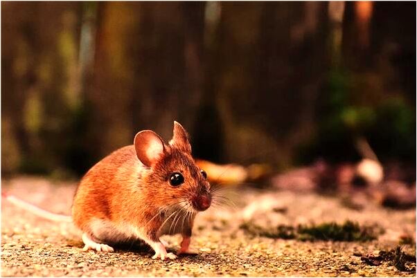 夢到公司有一袋饅頭有什麼說法_周公解夢官網