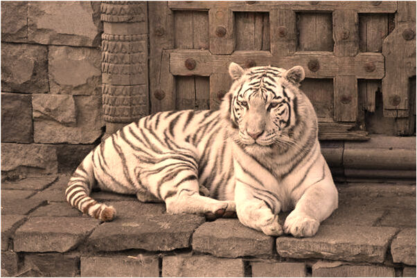 夢到了老公裝修房子是什麼預兆？_周公解夢官網