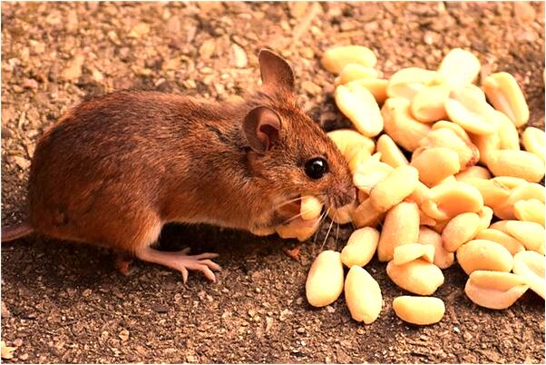 夢到養四隻貓是什麼意思_周公解夢官網