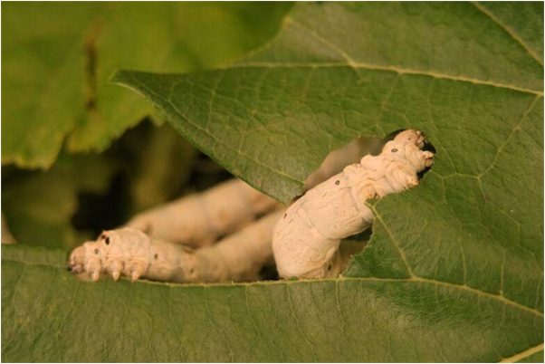 夢見已經過世的同事是什麼徵兆_周公解夢官網