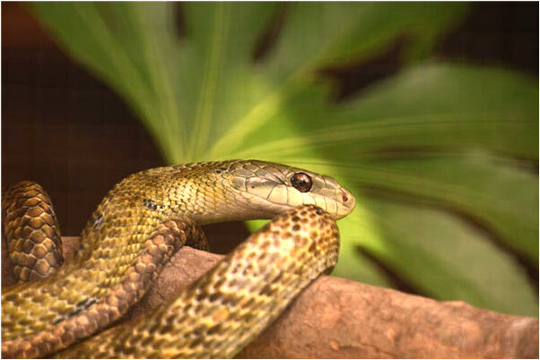 夢到了男朋友和女人有曖昧簡訊是什麼意思_周公解夢官網