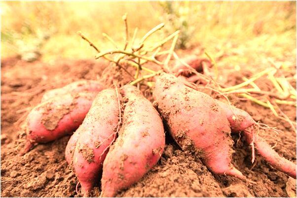 夢到兩條黑蛇和四條花蛇的預兆_周公解夢官網
