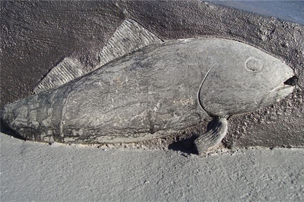 夢到石魚啥意思_周公解夢