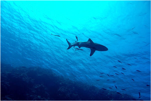 夢到了對孩子說賭氣話什麼預兆_周公解夢官網