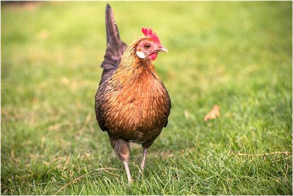 夢到自己畢業考試會有什麼預兆_周公解夢官網