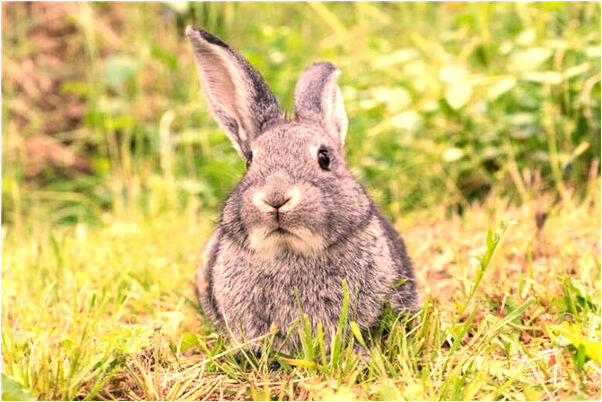 夢見老地方怎么回事_周公解夢官網