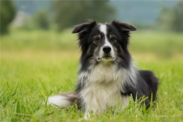 1982年出生的是什麼命_十二生肖