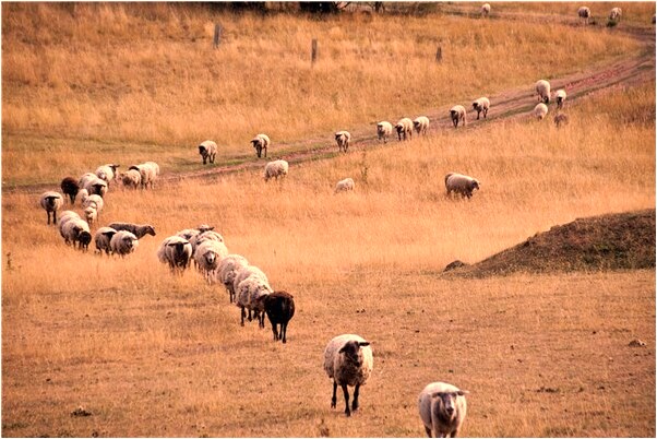夢到了狗吃蛇然後狗死了是怎么回事_周公解夢官網