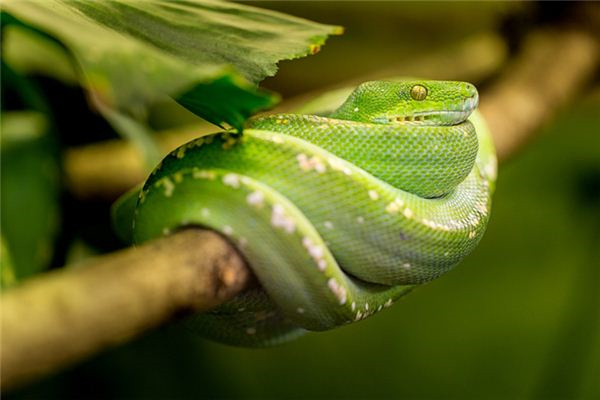 夢到被一群蛇追是吉兆嗎?_周公解夢