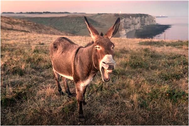 夢到懷孕母親打死蛇是好事還是壞事_周公解夢官網