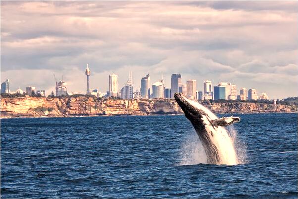 夢到了鄰居的狗丟一隻是什麼意思_周公解夢官網