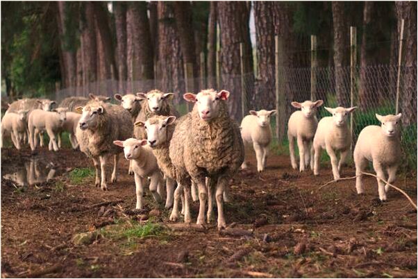 夢見別人脖子大出血是什麼啟示_周公解夢官網