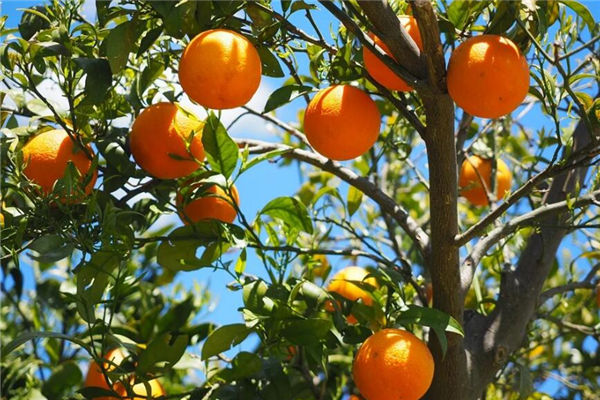 夢見摘橘子吃_周公解夢