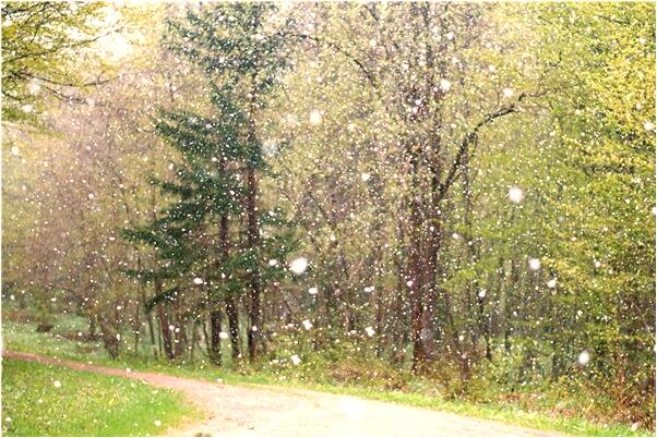 夢到了有牙齒蚯蚓啥意思_周公解夢官網