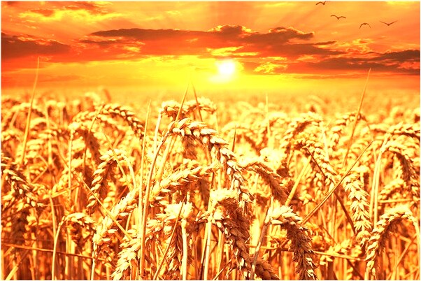 夢到了爸媽的祌位有什麼含義_周公解夢官網