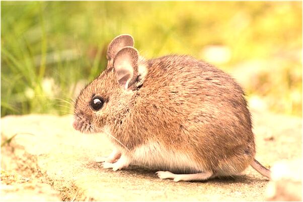 夢見女人光著下身小便意味著什麼_周公解夢官網