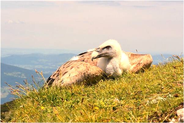 夢到自己衣服燒是什麼預兆_周公解夢官網