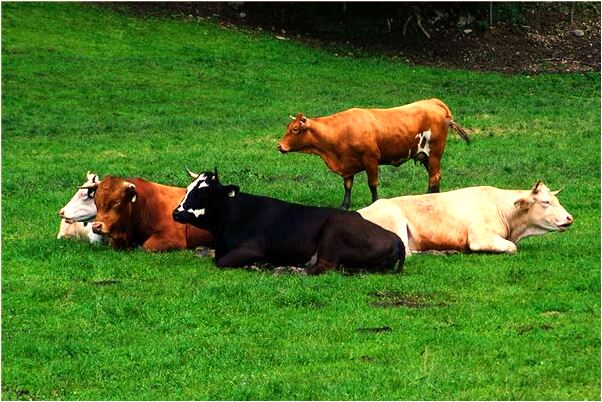 夢到了吃帶血絲的排骨有什麼預兆_周公解夢官網