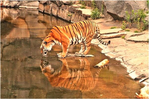 夢到燒死親哥哥怎么回事_周公解夢官網