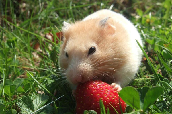 96年12月出生屬鼠的如何_十二生肖