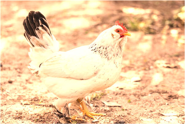 夢到了自己一個眼珠子掉下來啥意思_周公解夢官網