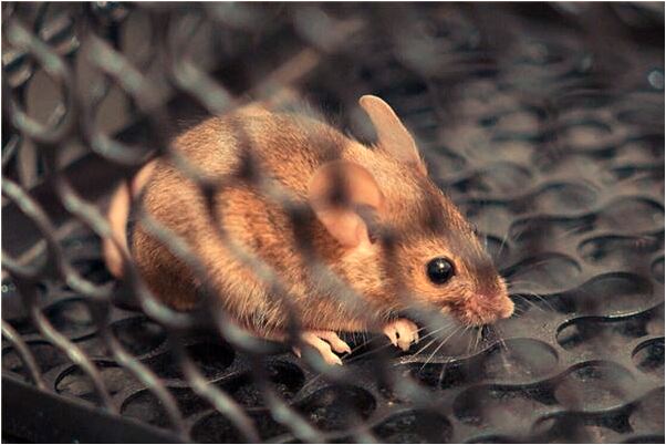 夢到跟人打麻將是凶兆還是吉兆_周公解夢官網