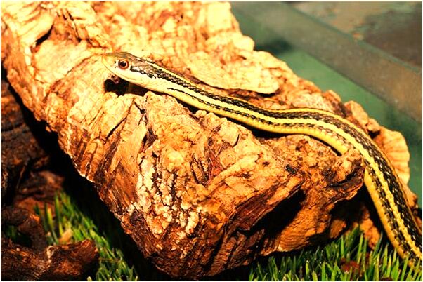 夢見朋友叫我抓胸部好不好_周公解夢官網