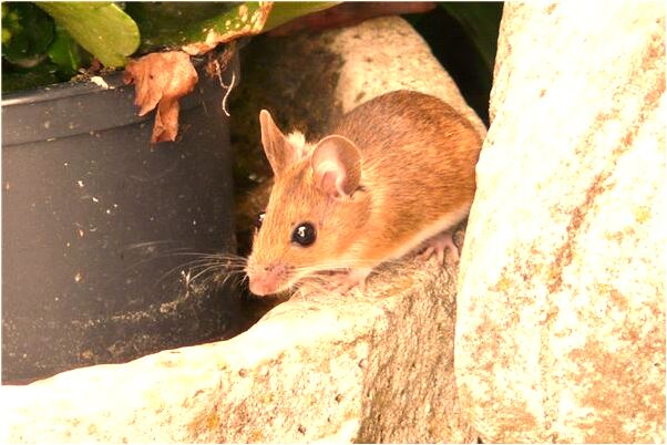 夢到了親姐姐的同事們什麼預兆_周公解夢官網