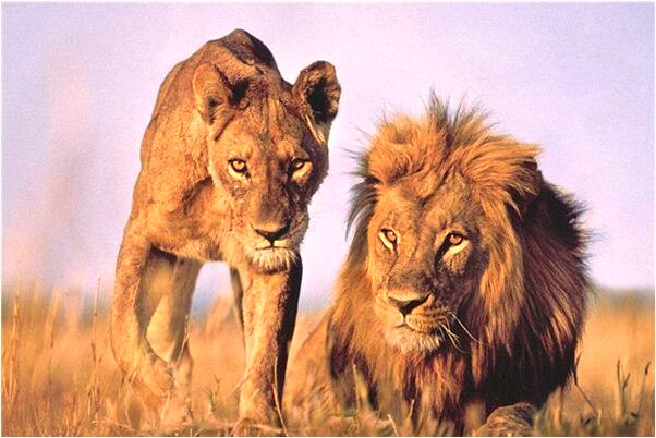 夢見汽車連環撞車有什麼意思_周公解夢官網