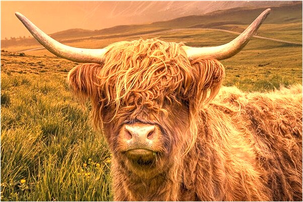 夢見進了傳銷有什麼說法_周公解夢官網