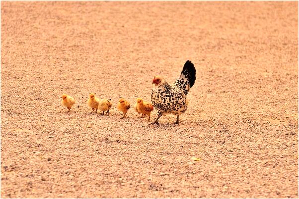 夢到了自己要走羊腸小道會怎么樣_周公解夢官網