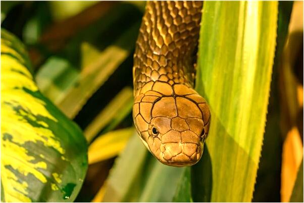 夢到被捲入大海是什麼啟示_周公解夢官網