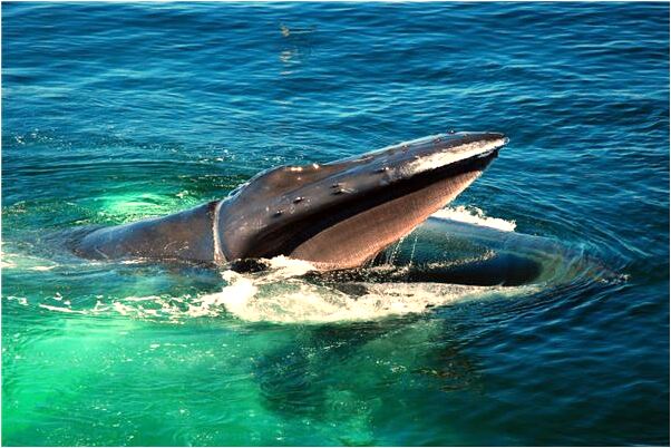 夢到自己劃傷了別人是什麼預兆_周公解夢官網