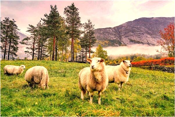 夢到了媽媽掉牙是什麼徵兆_周公解夢官網