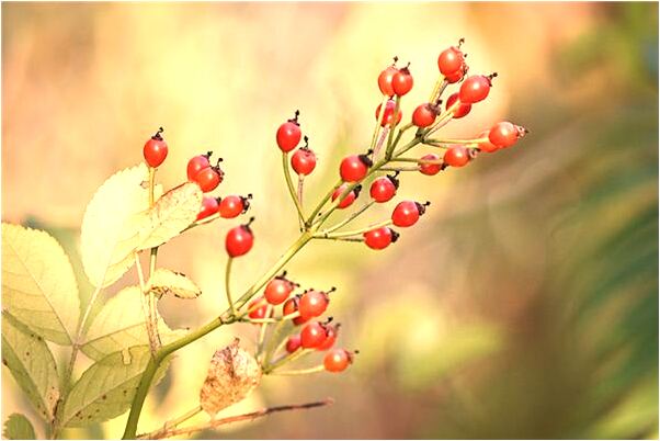 夢到了屬馬和屬牛在一起是什麼徵兆_周公解夢官網