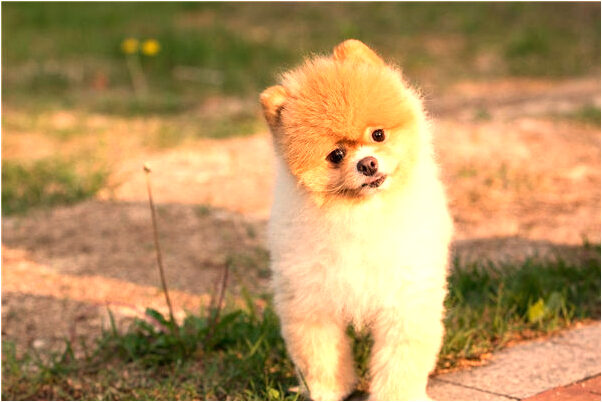 夢到了女同事談戀愛代表著什麼？_周公解夢官網