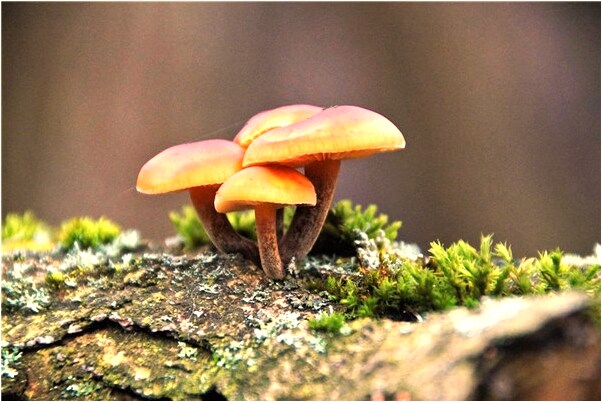 夢到了兩隻黑鳥飛到我床前是好的徵兆嗎_周公解夢官網